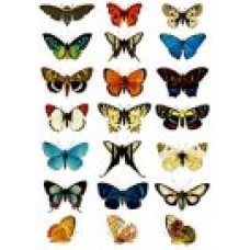 Vintage Butterflies collage